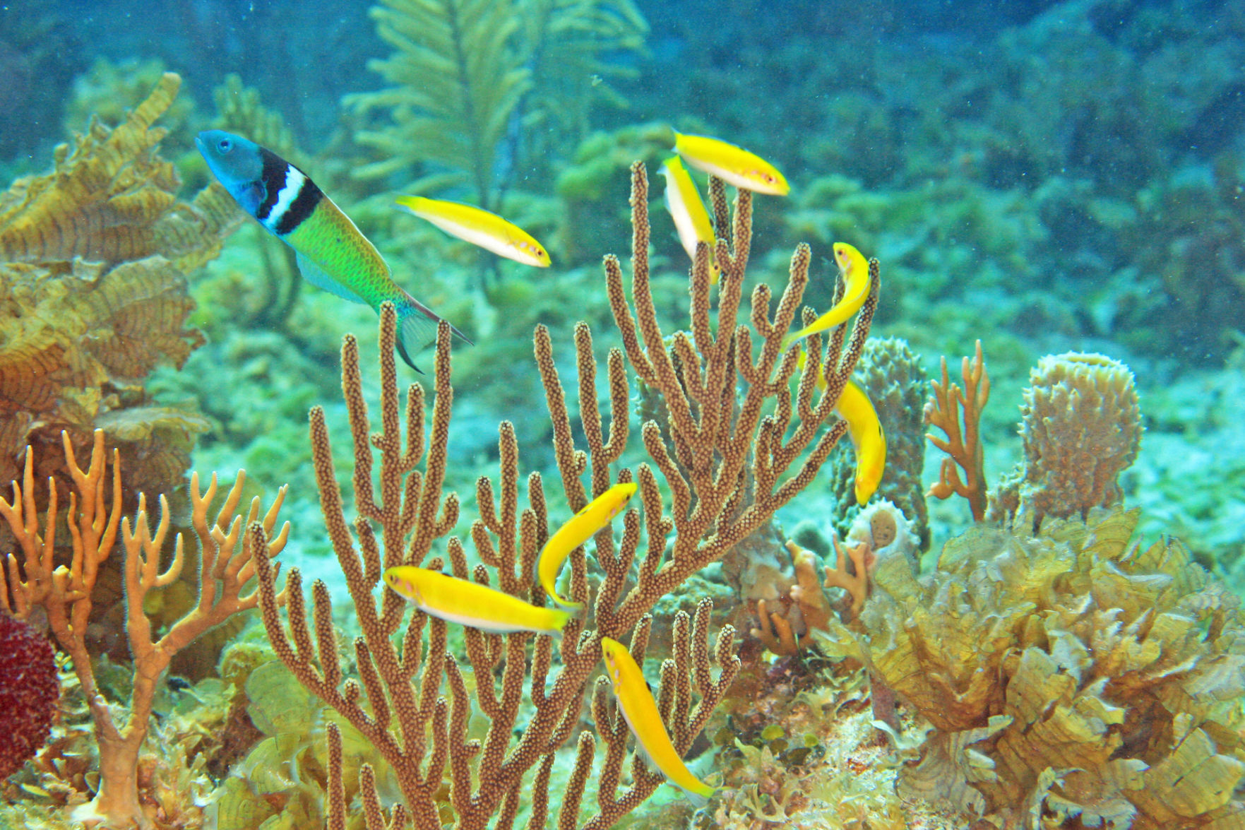 Sex Changing Fish